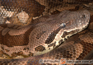 Acrantophis dumerili – boa madagaskarski, boa Dumerila