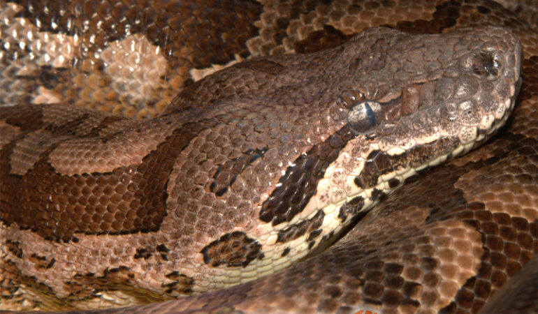 Acrantophis dumerili – boa madagaskarski, boa Dumerila