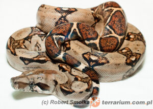 Boa constrictor – boa dusiciel