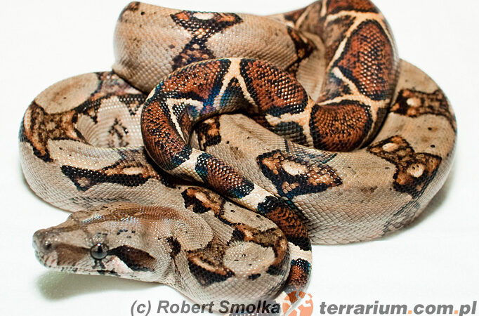 Boa constrictor – boa dusiciel