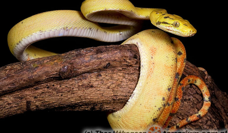 Corallus hortulanus – boa leśny