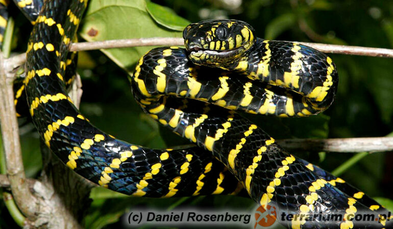 Boiga dendrophila – wąż mangrowy