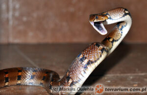 Coelognathus helena – wąż Heleny