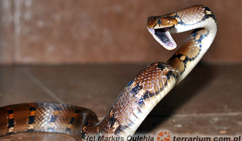 Coelognathus helena – wąż Heleny