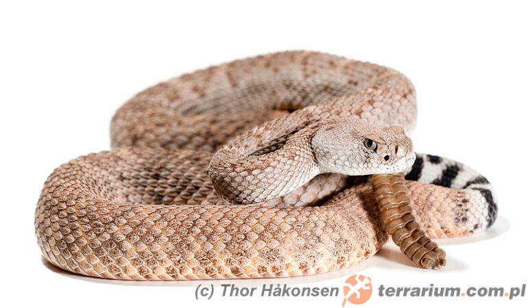 Crotalus atrox – grzechotnik teksaski