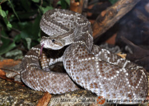 Crotalus vegrandis – grzechotnik wenezuelski