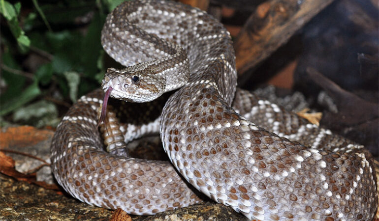 Crotalus vegrandis – grzechotnik wenezuelski