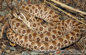 Heterodon nasicus – heterodon zachodni