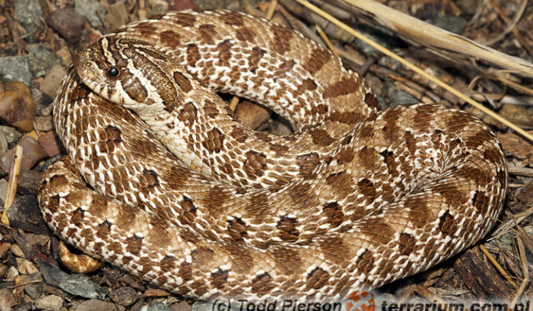 Heterodon nasicus – heterodon zachodni