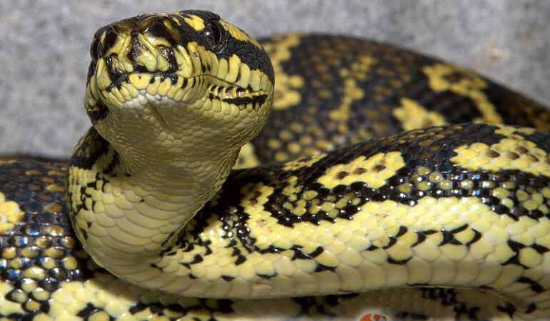 Morelia spilota – pyton dywanowy