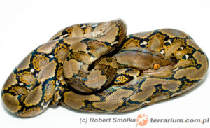 Python reticulatus – pyton siatkowany