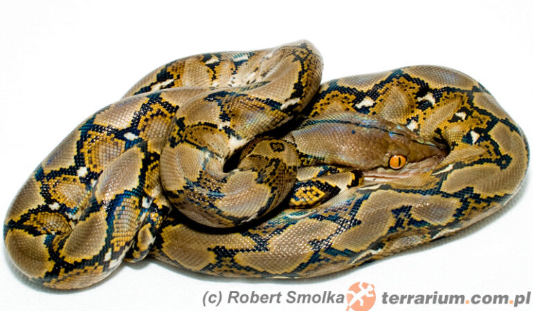 Python reticulatus – pyton siatkowany