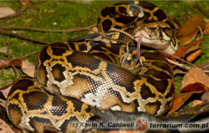 Python molurus – pyton tygrysi