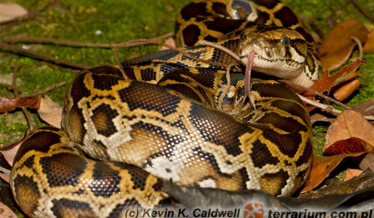 Python molurus – pyton tygrysi