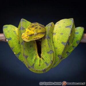 Morelia viridis – pyton zielony