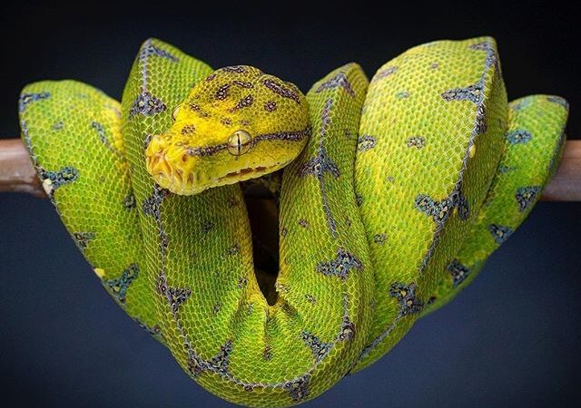 Morelia viridis – pyton zielony