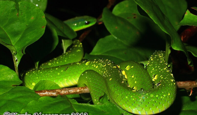 Cyclophiops major – wąż dżdżownicożer