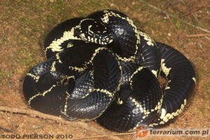 Lampropeltis getula – wąż królewski