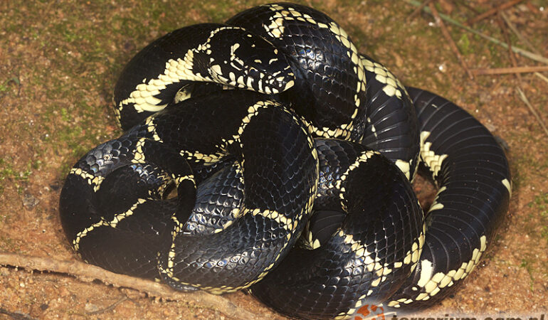 Lampropeltis getula – wąż królewski