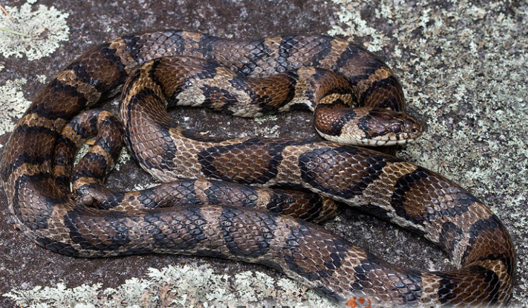 Lampropeltis triangulum – wąż mleczny