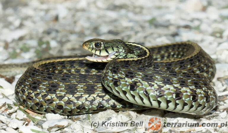 Thamnophis sirtalis – wąż pończosznik