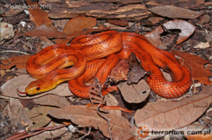 Pantherophis alleghaniensis – wąż smugowy