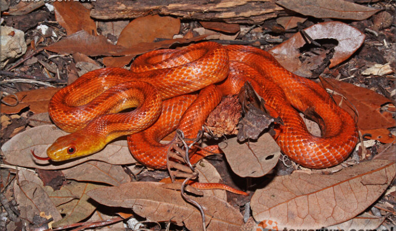 Pantherophis alleghaniensis – wąż smugowy