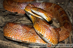 Pantherophis guttatus – wąż zbożowy