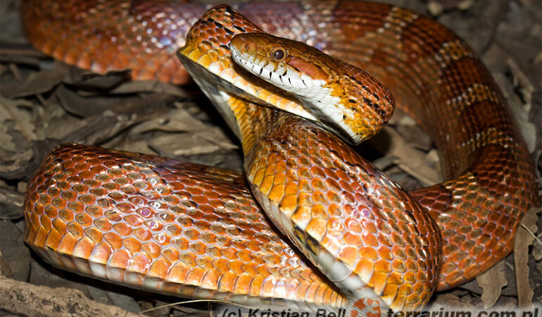 Pantherophis guttatus – wąż zbożowy