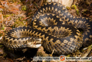 Vipera berus – żmija zygzakowata