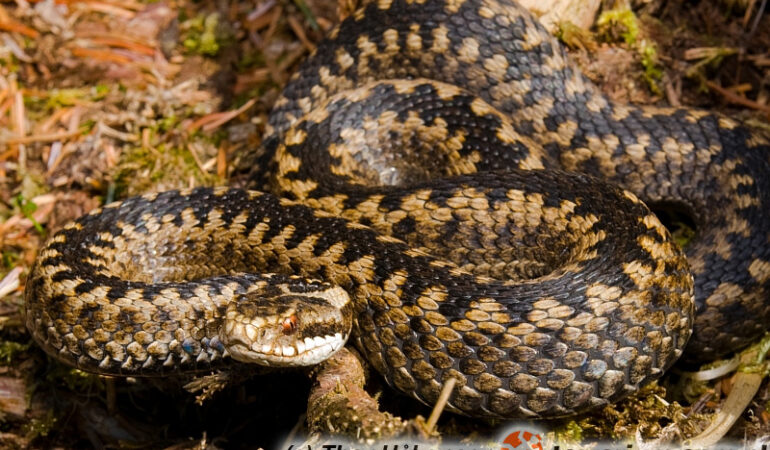 Vipera berus – żmija zygzakowata